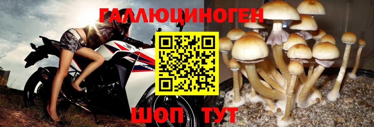 Галлюциногенные грибы Psilocybe Нальчик
